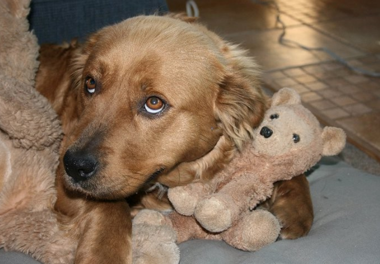 fostering dogs 2